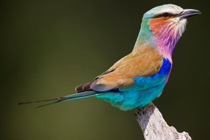 Photos Of Birds Of Kenya Birding Safaris