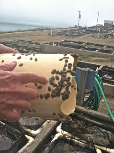 Tour Of A California Abalone Farm