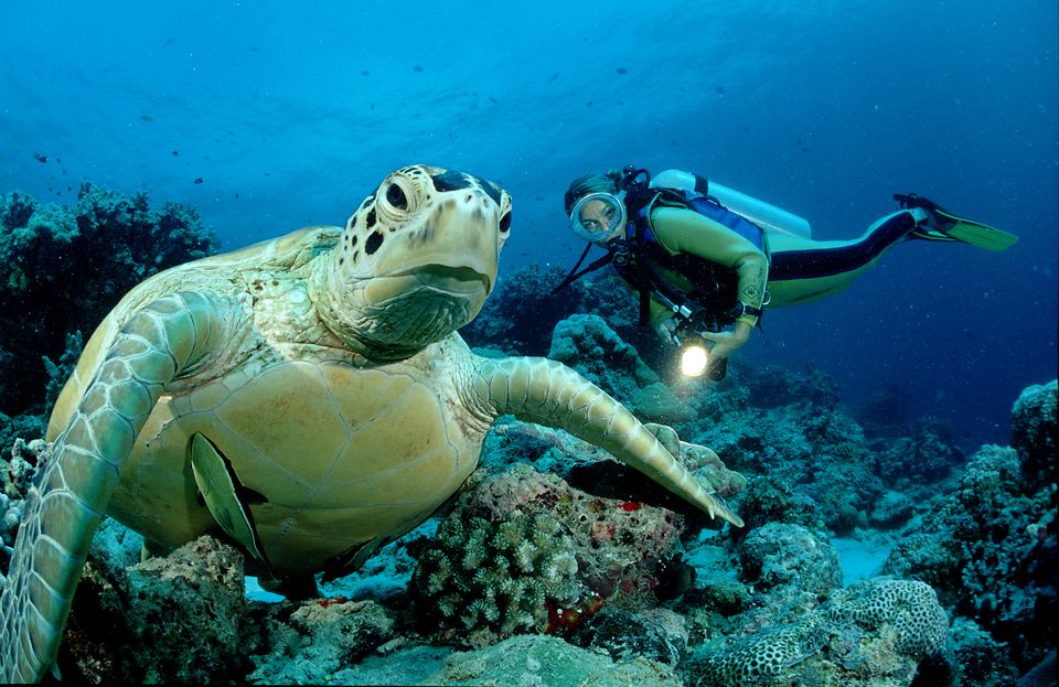 Green sea turtle and scuba diver, Chelonia mydas, Pacific ocean, Borneo, Sipadan, Malaysia