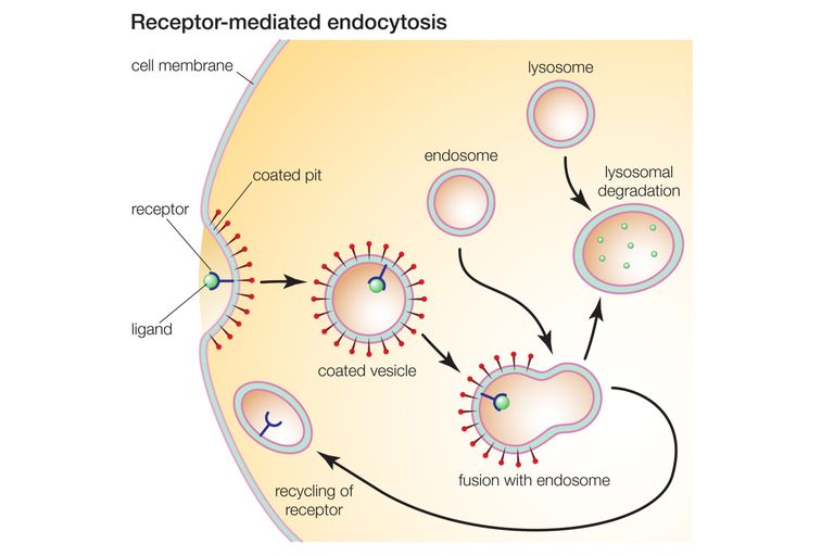 a definition and explanation of the steps in endocytosis