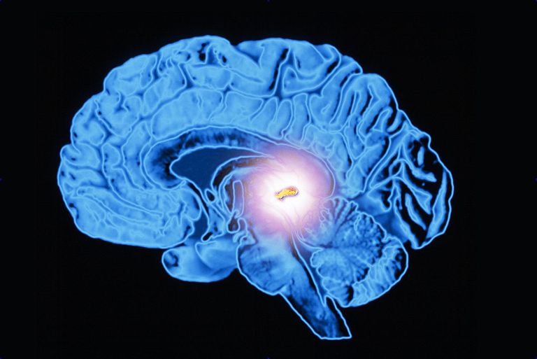 The Pineal Gland Of The Endocrine System