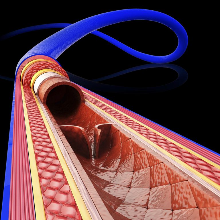 Vasodilatación y vasoconstricción