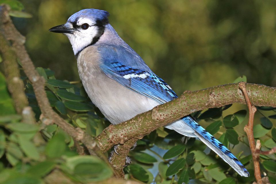 North American Songbirds Identification