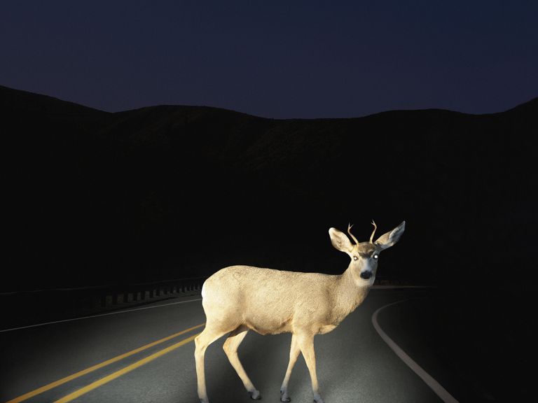 Watch Deer Crossing Putlocker#