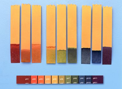 Litmus Paper And The Litmus Test