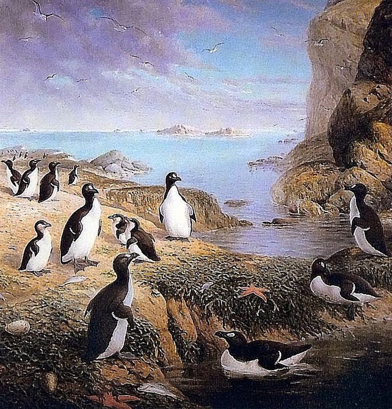 Facts About The Great Auk