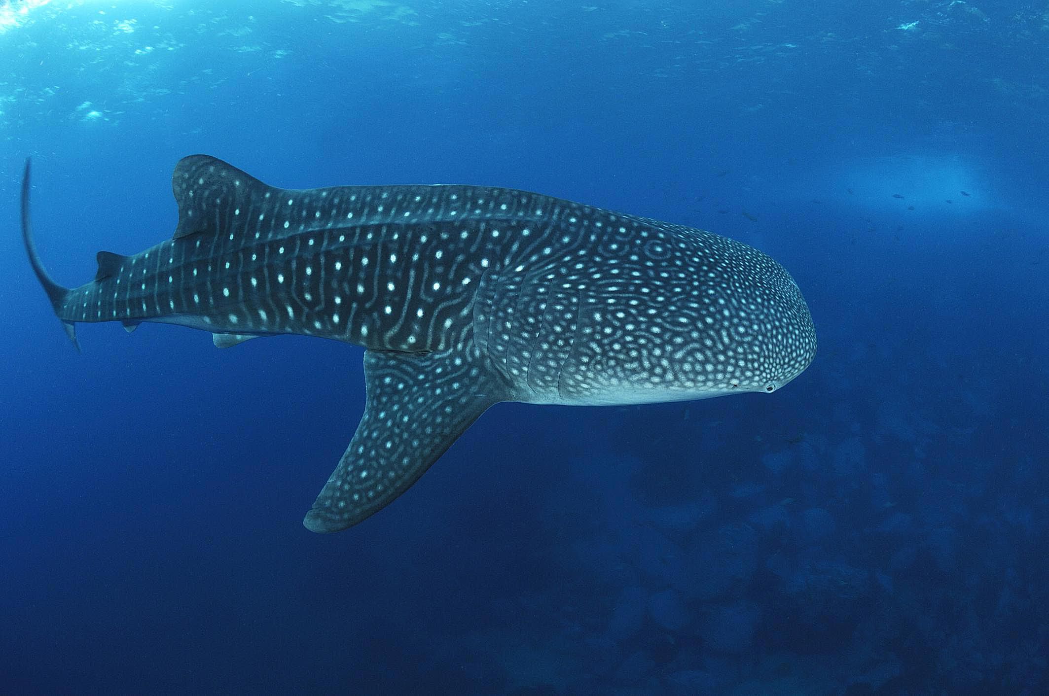 wild republic whale shark