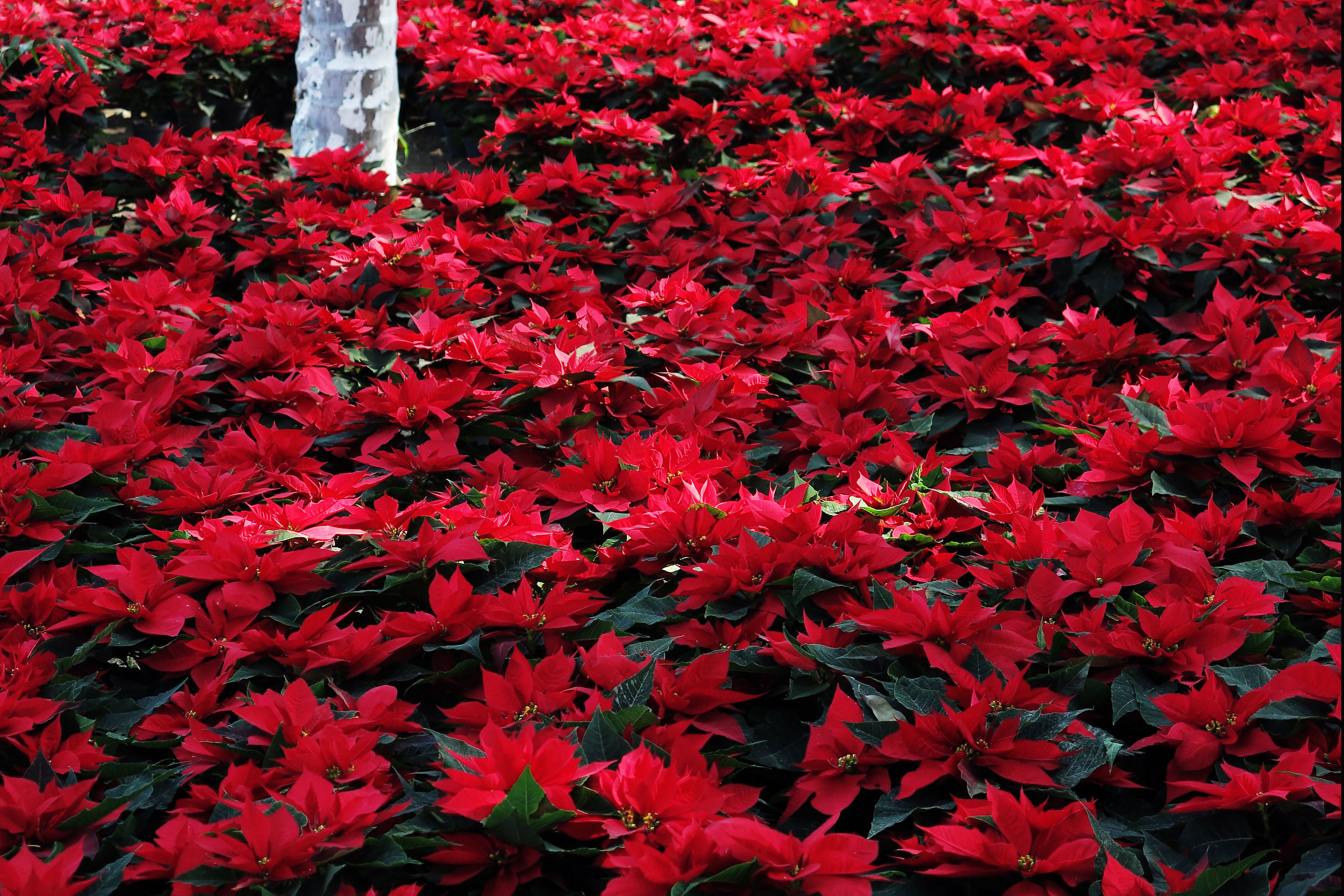 Poinsettia: Mexican Christmas Flower