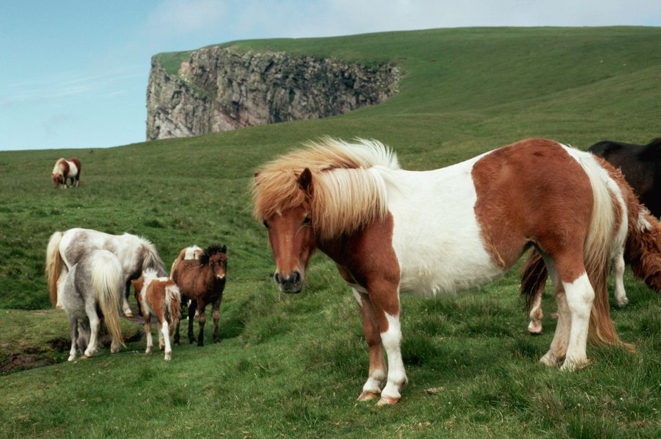 Semi feral Shetland ponies | Shetland pony, Horses, Pony breeds