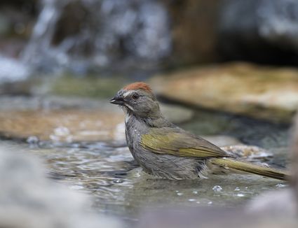 Bird Bath Placement - Best Tips