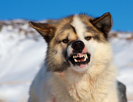 Bared Teeth In Dogs Aggression Or Smiling
