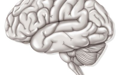 Brain Anatomy: The 4 Lobes, Structures, and Functions