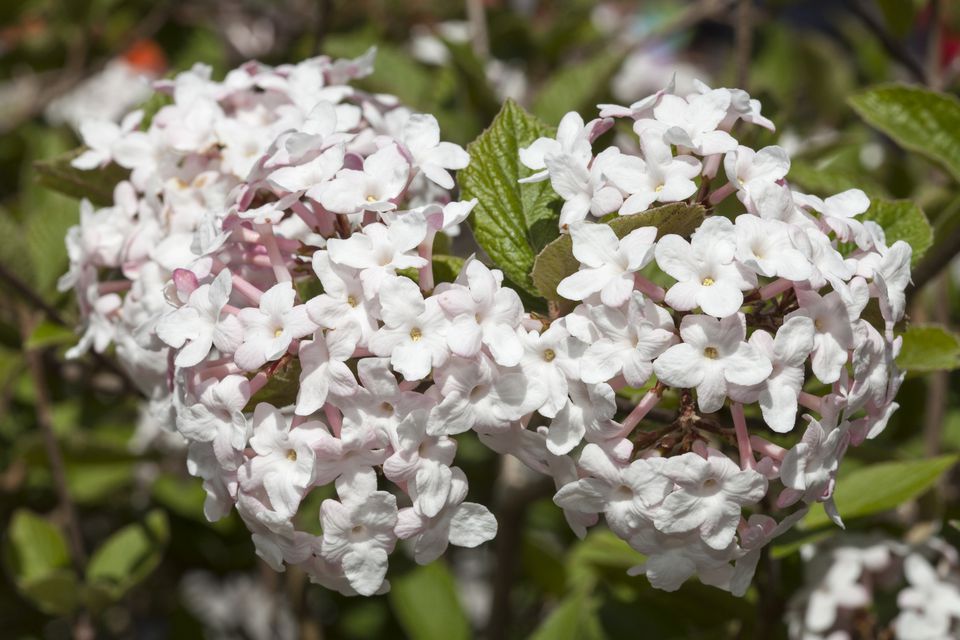 10 Best Shrubs With White Flowers 2746