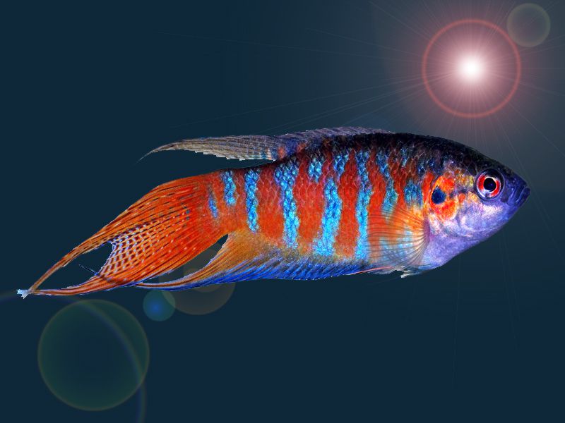 nuclear throne fish sprite origional size