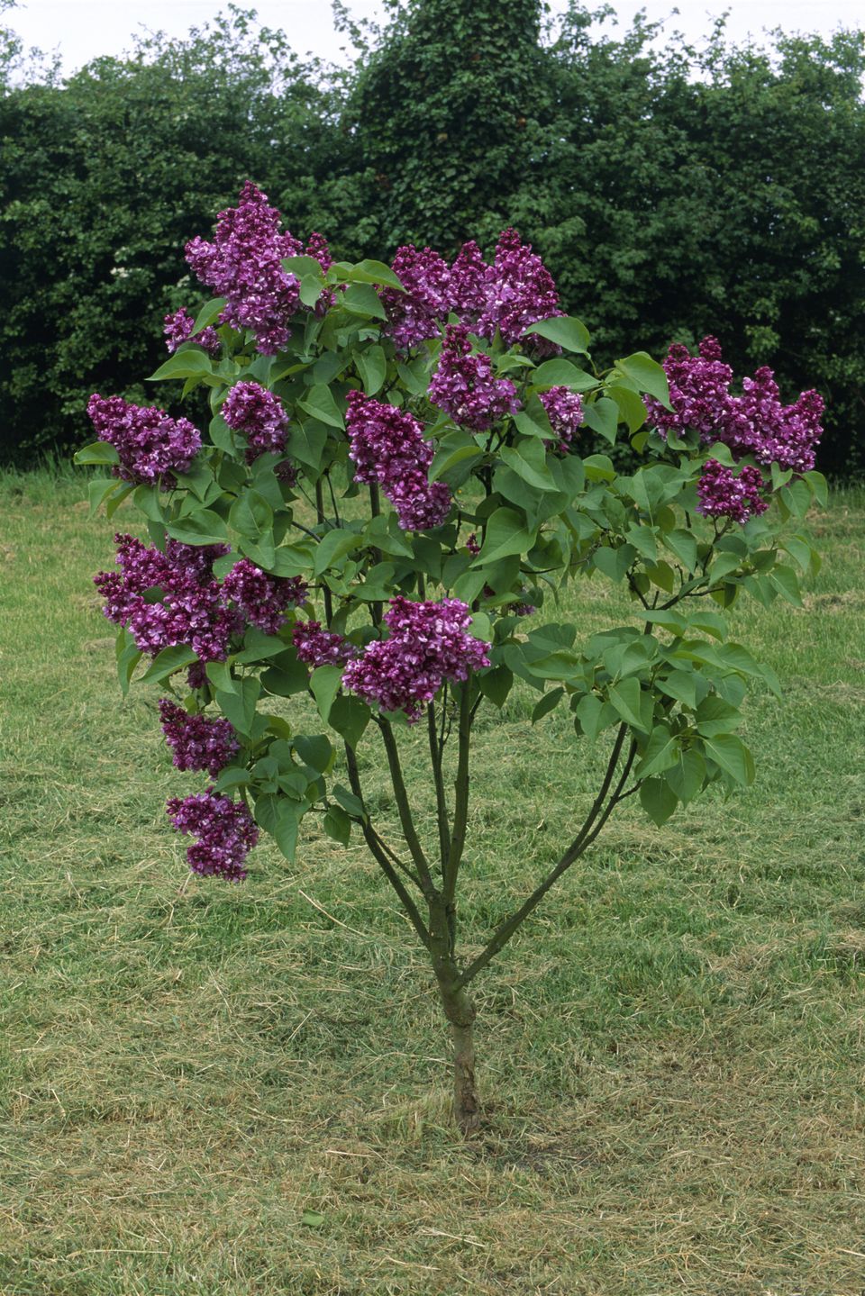 Lilac Varieties Images ~ The 20 Best Lilac Varieties To Grow In Your ...