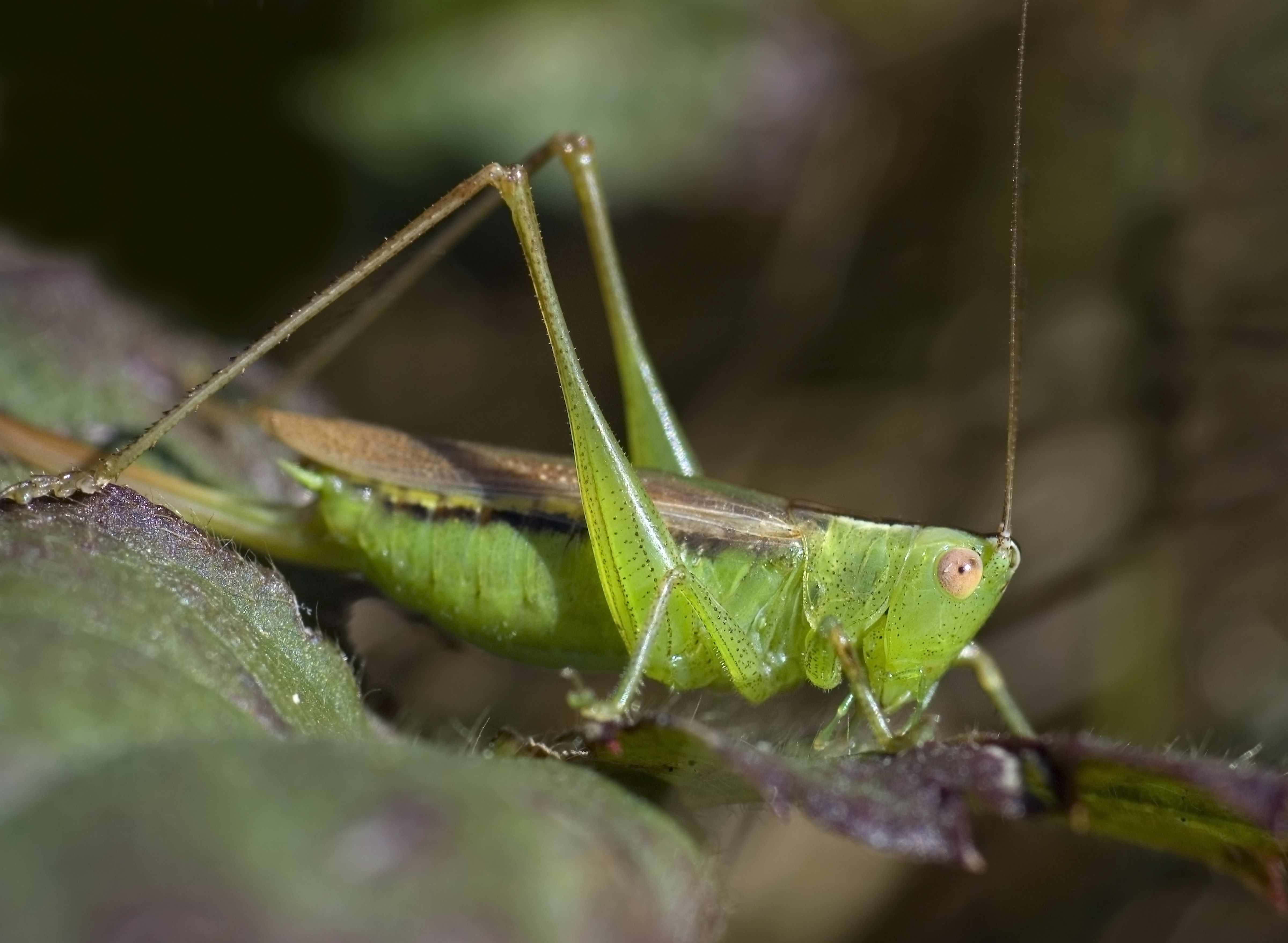 How Can Crickets Tell The Temperature