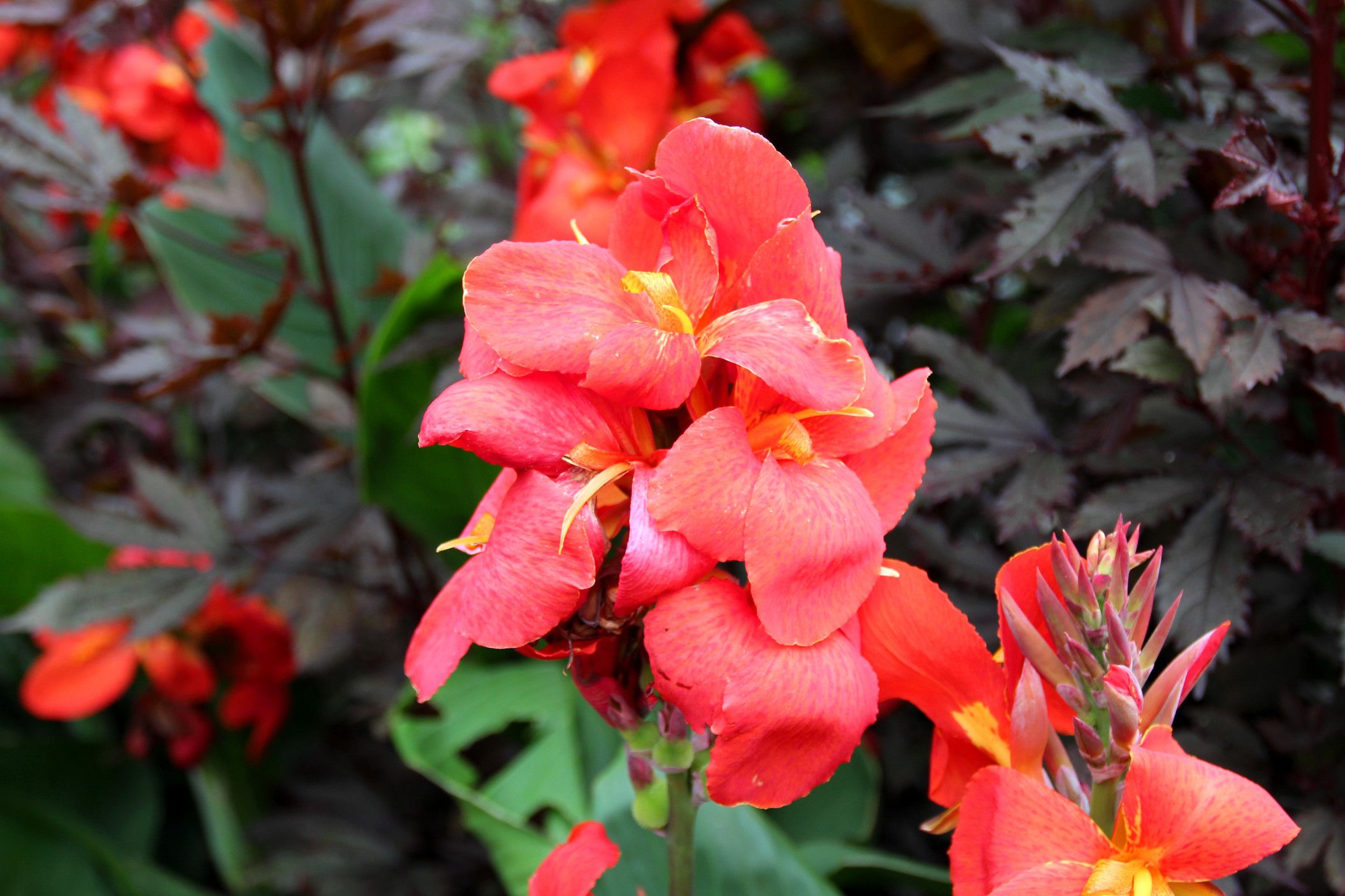 Growing Canna Tropical Perennials for the Garden