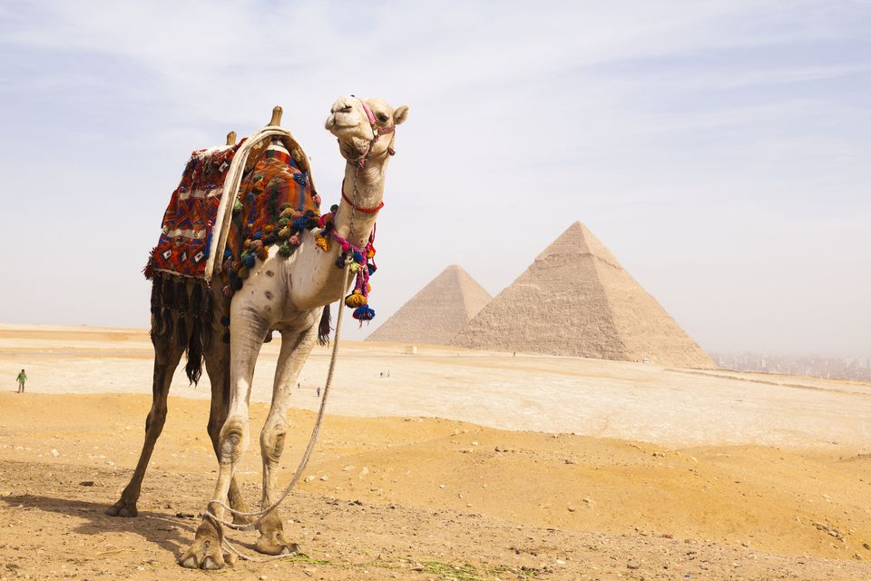 Fun Facts About African Animals: The Camel