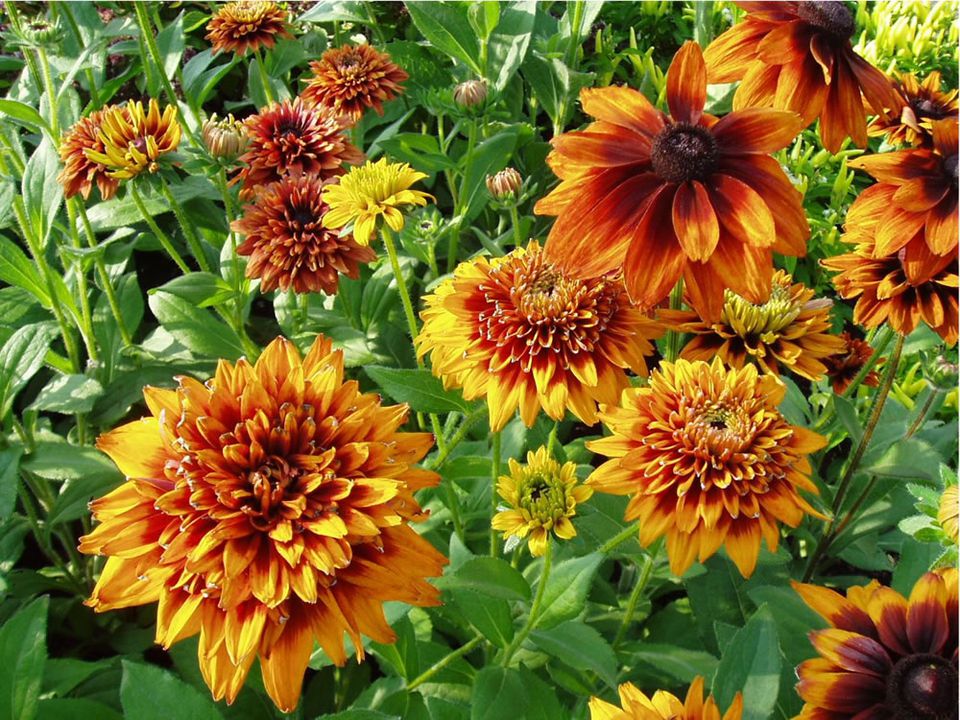 Rudbeckia Varieties - Black Eyed Susan Flowers