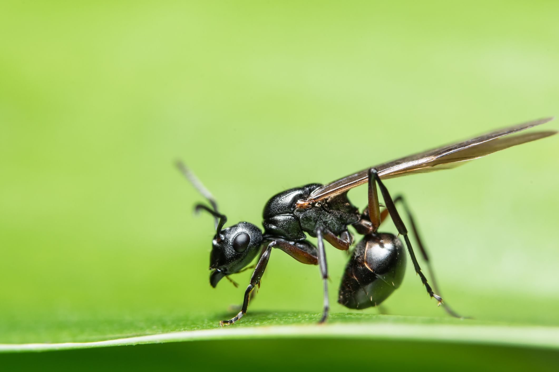 Why Do Ants Sometimes Have Wings?