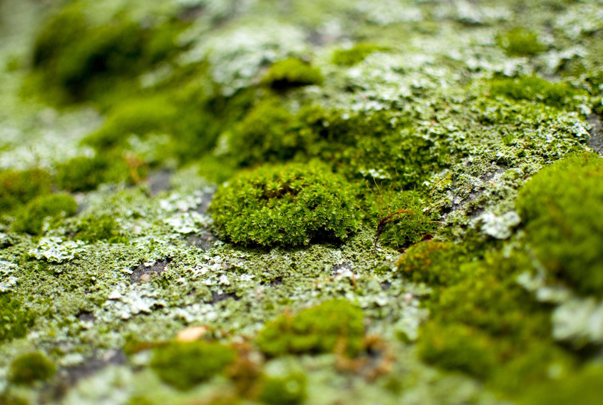 How Can I Get Moss To Grow In My Garden 