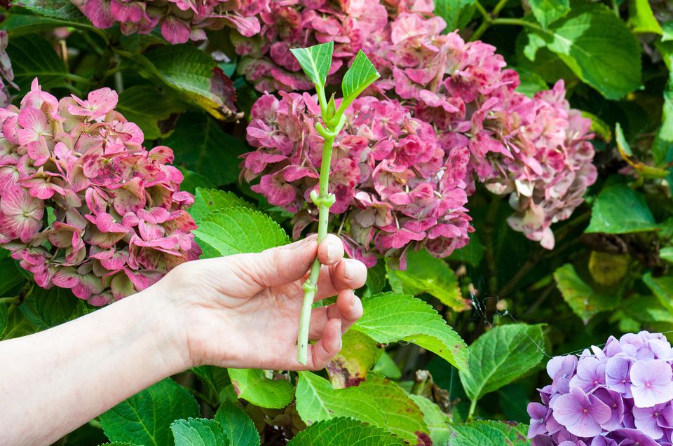 How to Grow Hydrangeas From Cuttings