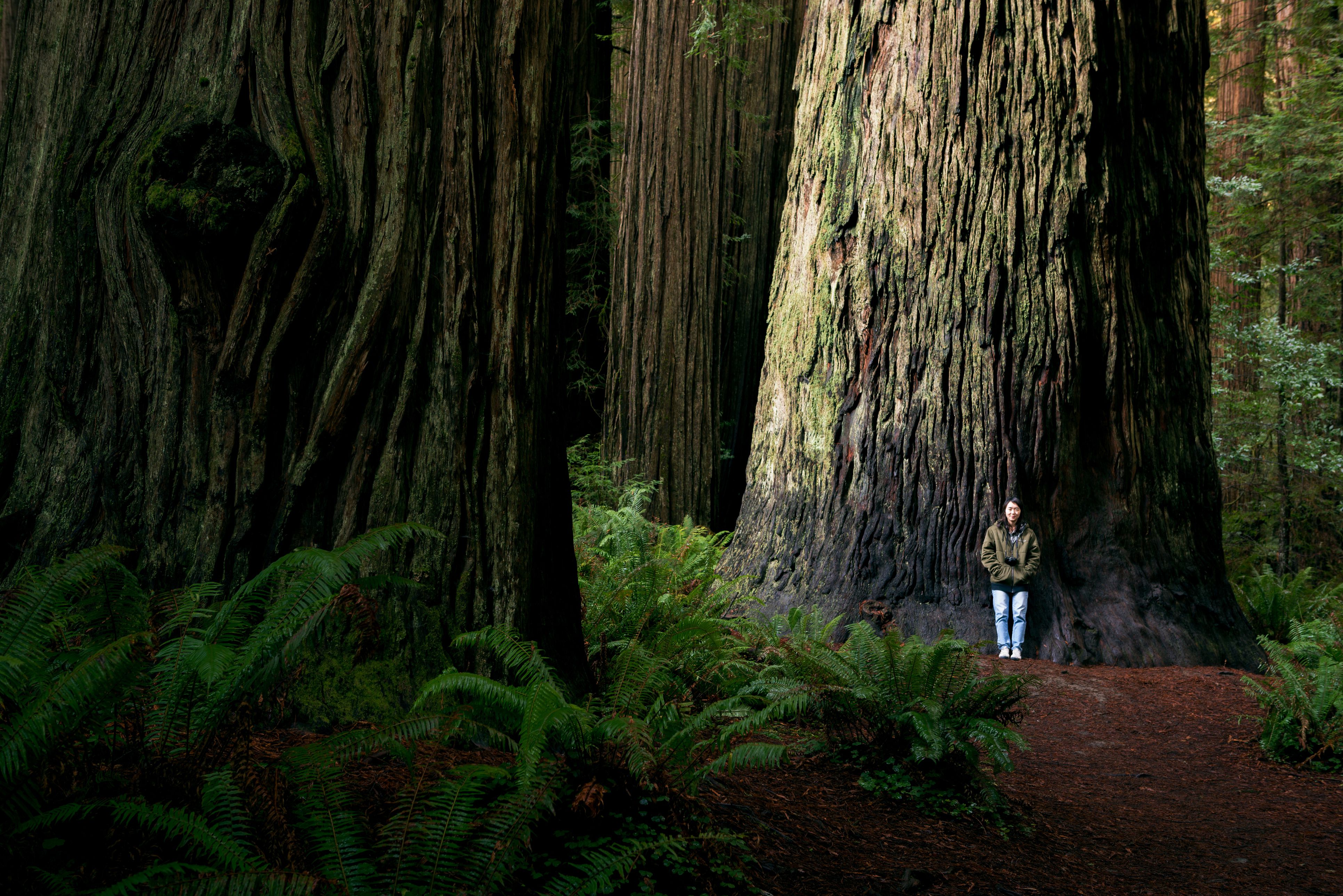 Money Saving Tips for Visiting Redwood National Park