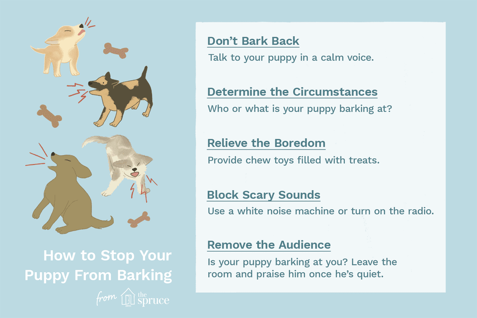 10 Ways To Help Stop A Puppy Dog From Barking