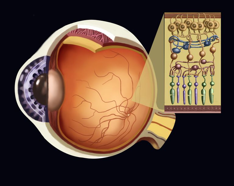 retina function eye