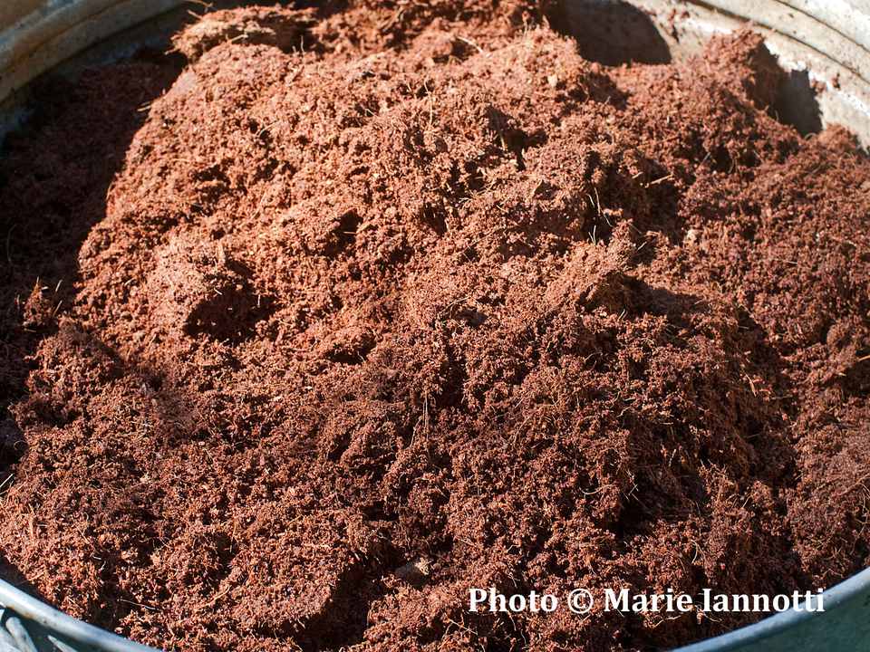 What Is Coir and How Do You Use It in the Garden?