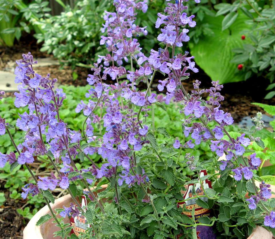 How to Grow the Catmint Nepeta �Walker�s Low�
