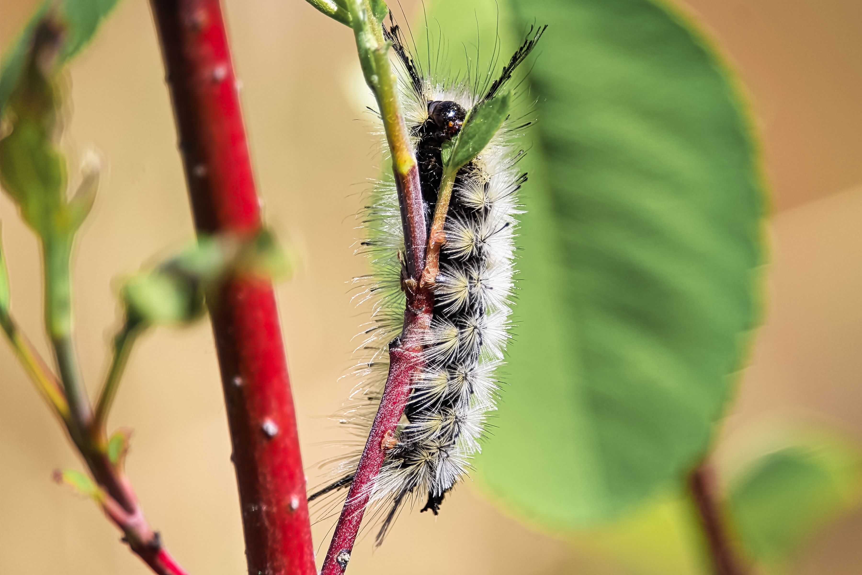 8 of the Cutest Toxic Caterpillars