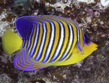 Reef Tank Safe Angelfish