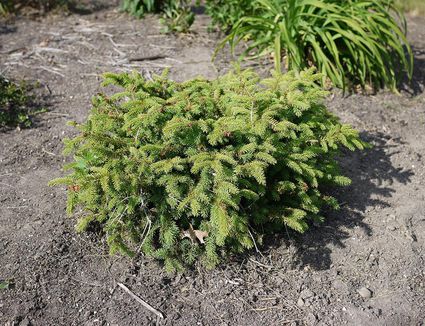 spruce shrubs picea conica glauca