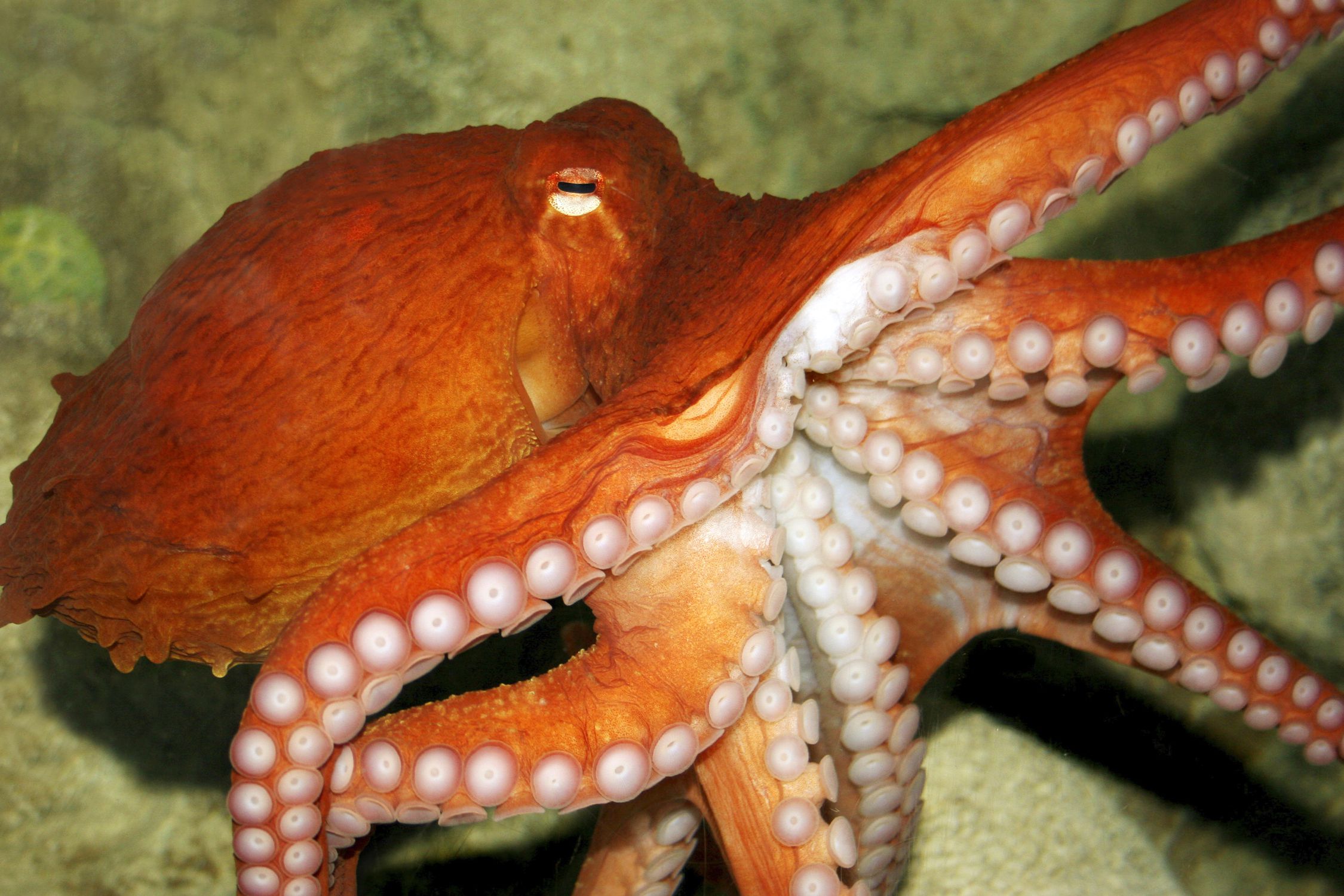 10-fascinating-octopus-facts