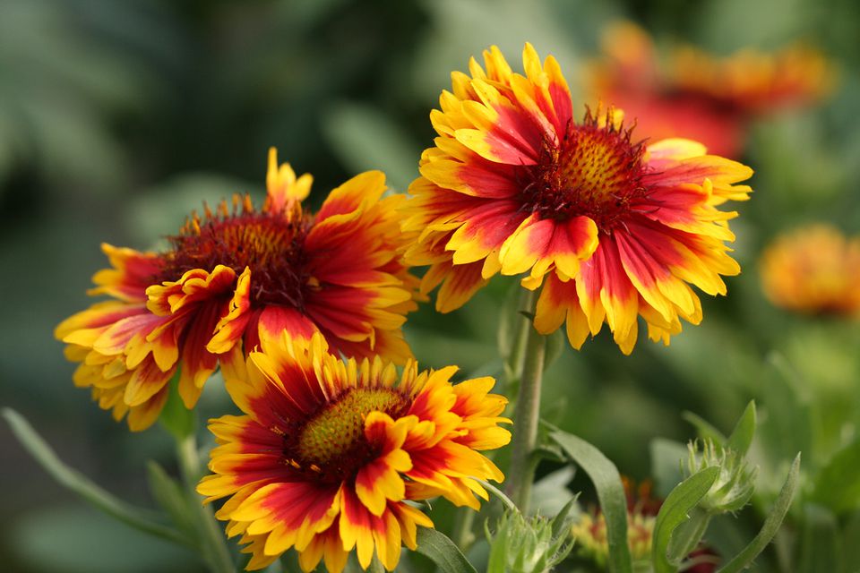 13 Plants With Daisy-Like Flowers