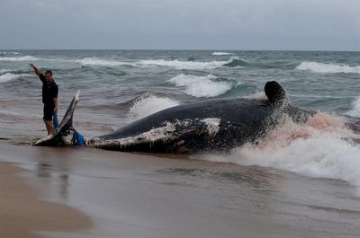 Why Does a Killer Whale's Dorsal Fin Collapse?