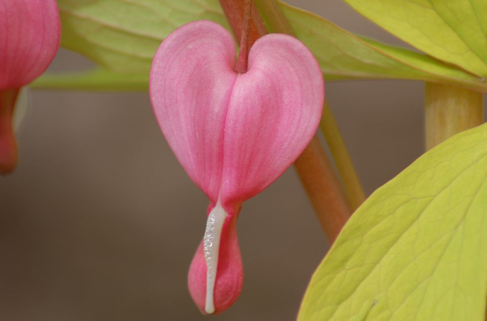 bleeding-hearts-flower-meaning-plant-facts