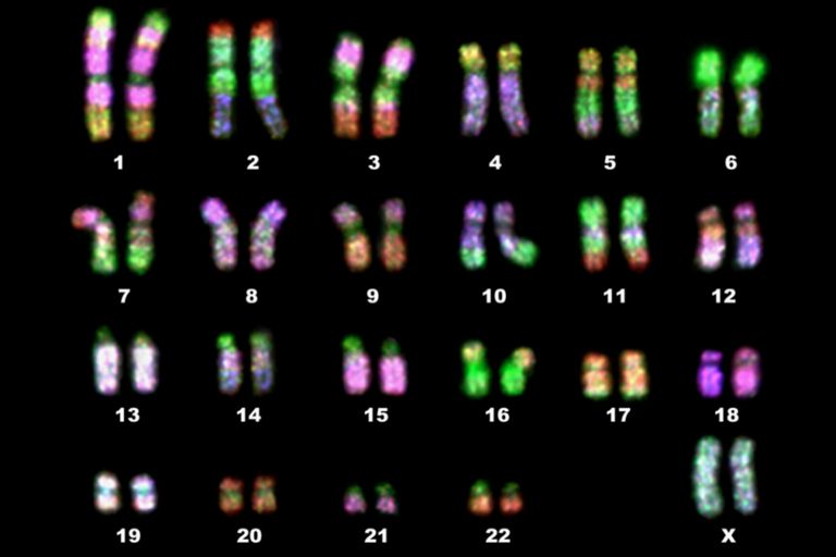 research papers on karyotype