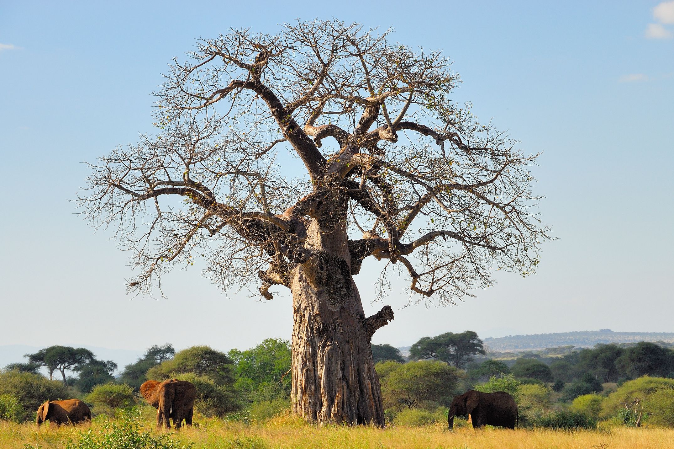 The Baobab Fun Facts About Africa S Tree Of Life