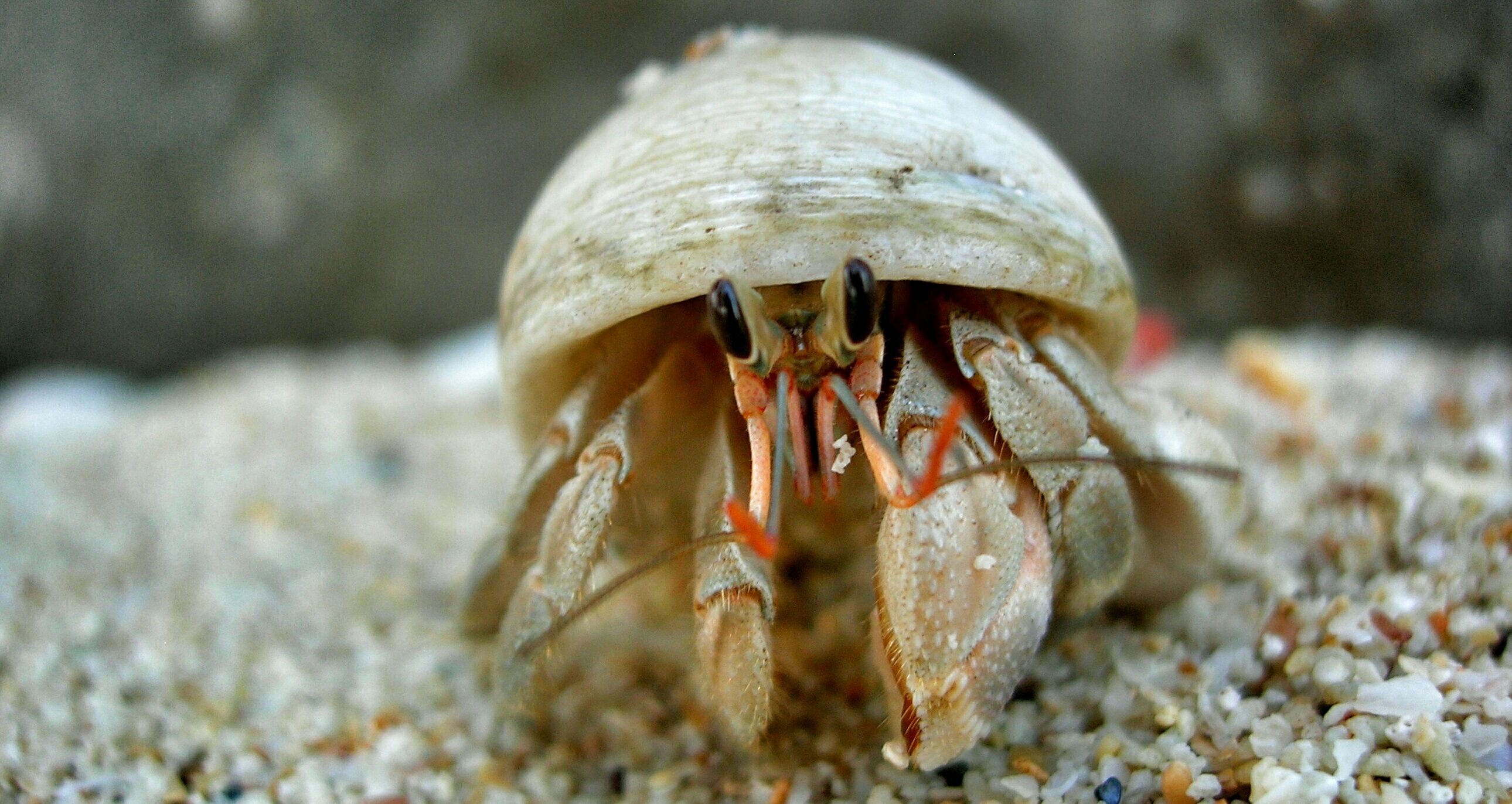 hermit-crabs-socialize-to-evict-their-neighbors-berkeley-news