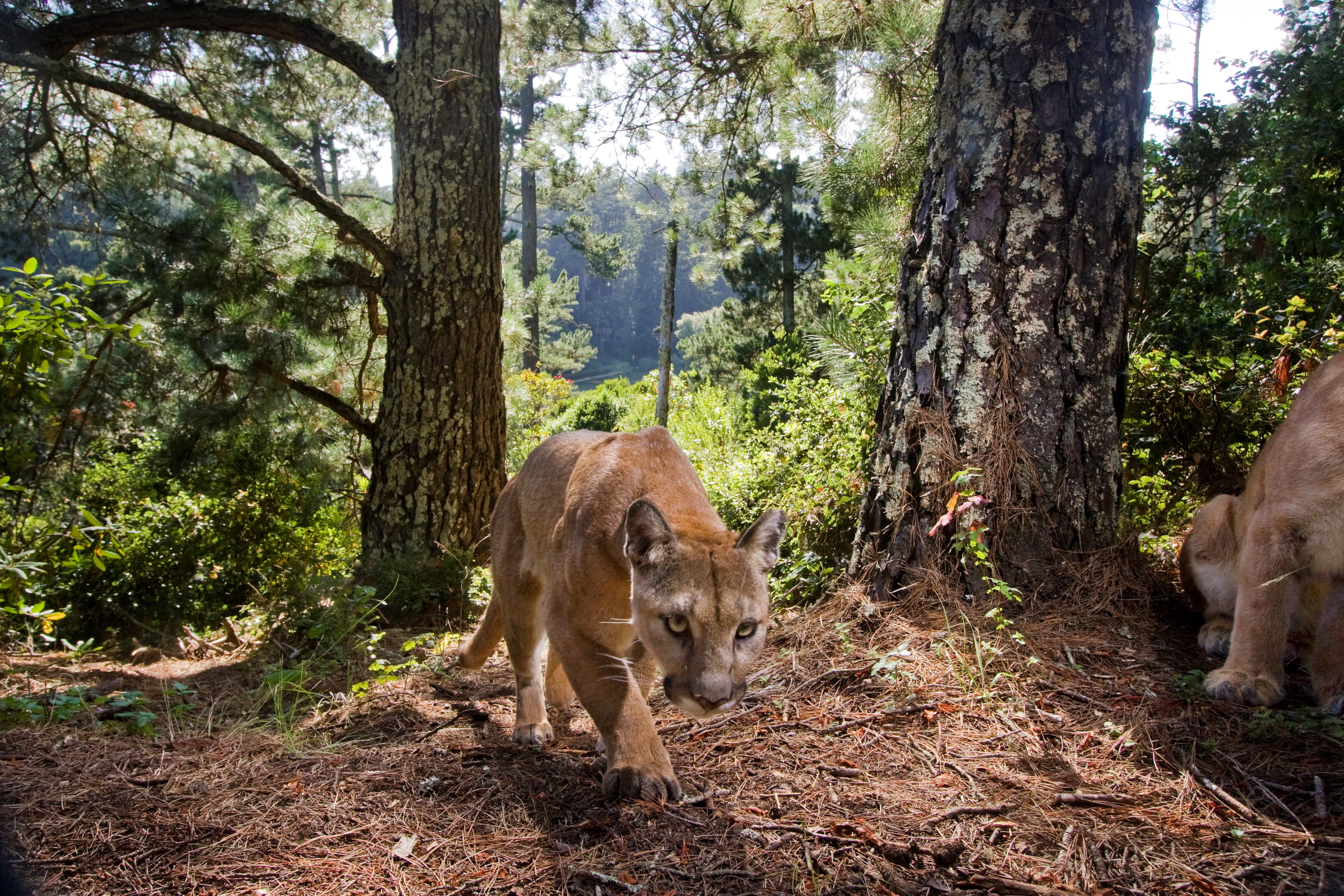 Mountain Lions Adapt to Save Energy in New Terrain