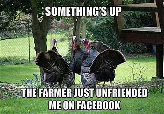 Image result for funny happy thanksgiving images