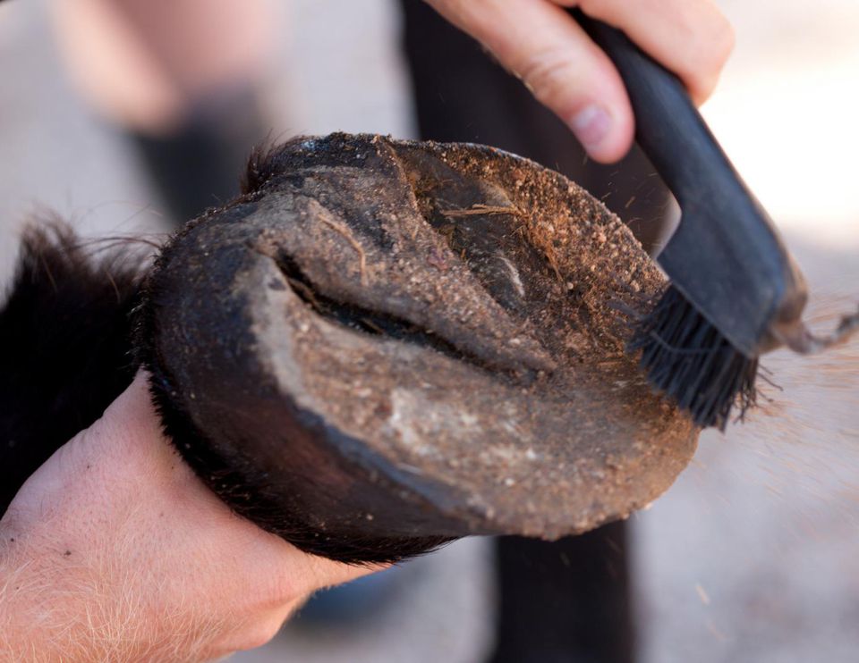 Understanding Your Horse's Hooves - Parts & Functions