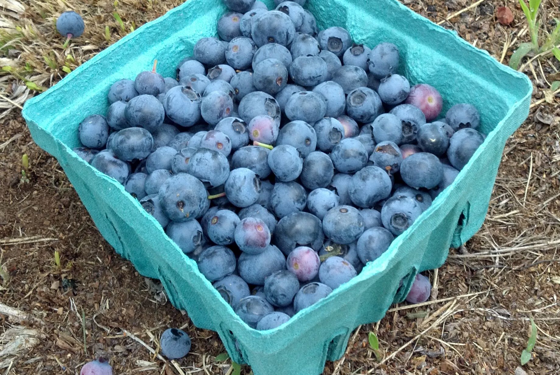 Healthy Desserts With Blueberries - Healthy Blueberry Peach Cobbler + Our Week in Meals #32 ... - You will need to use a really good blender in order to get these results.