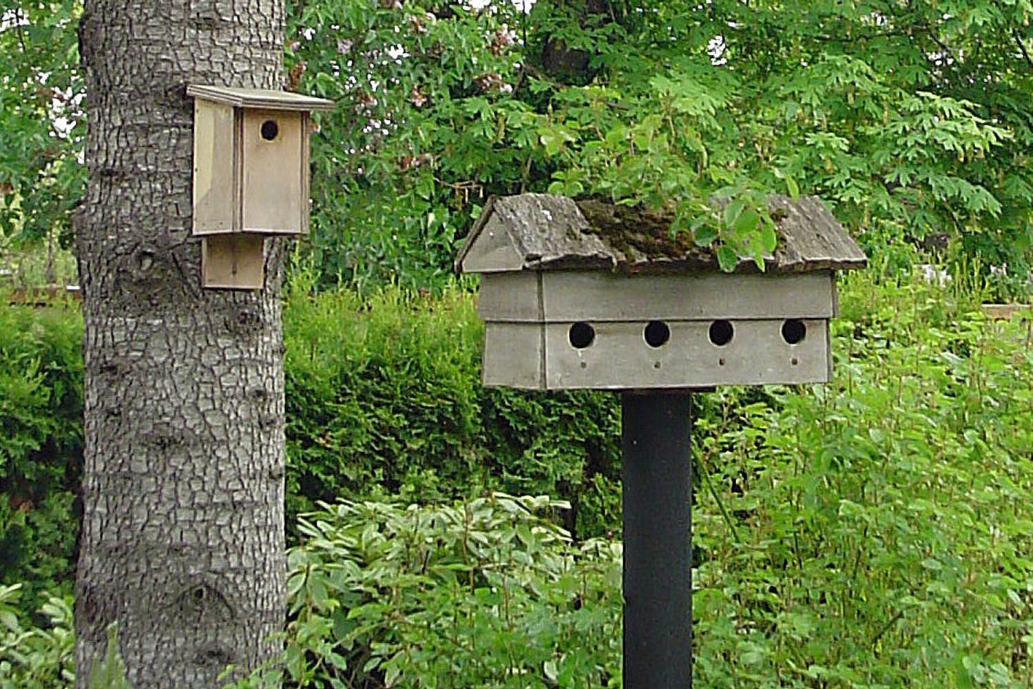 How to Hang a Birdhouse Mounting a Nesting Box