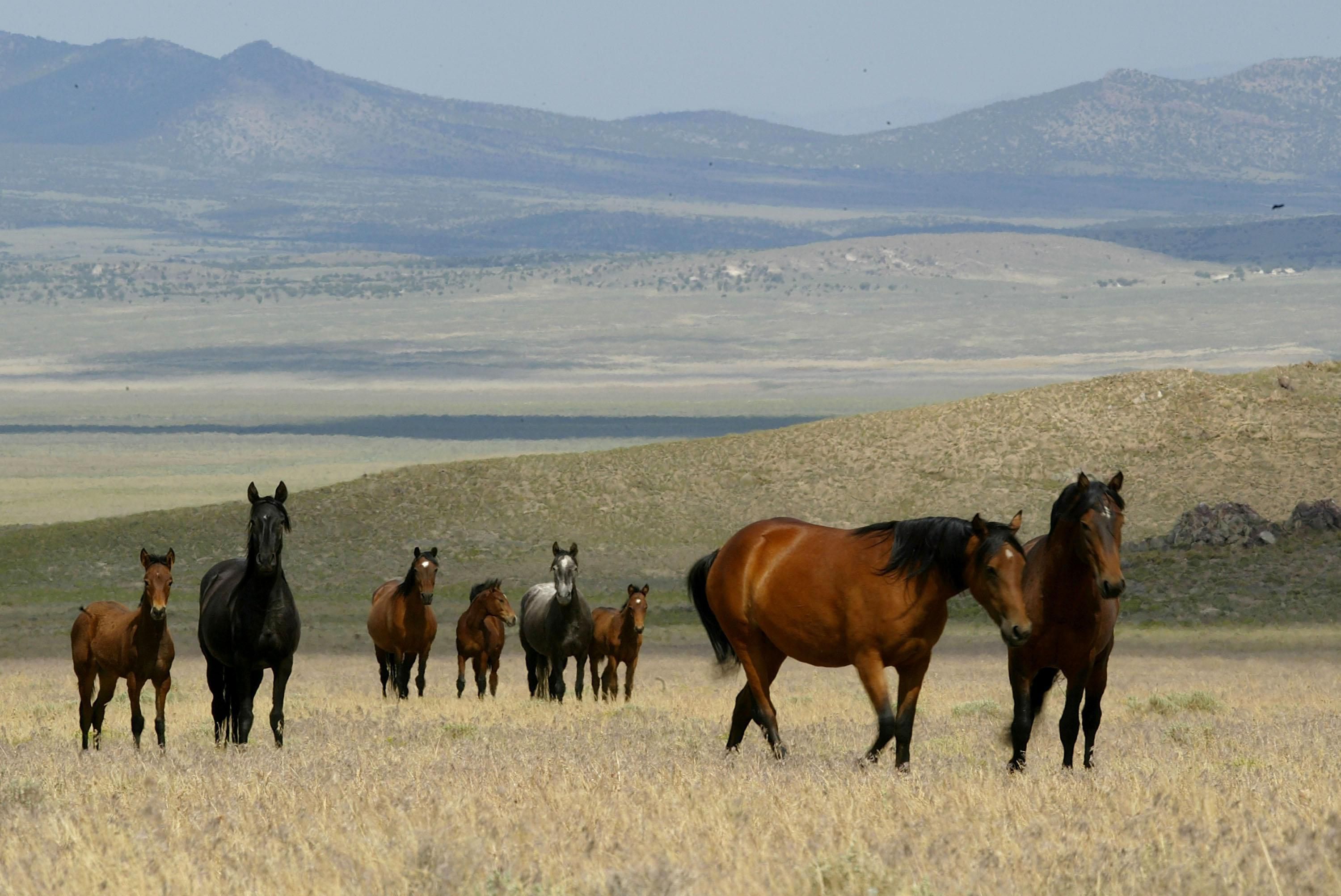 Wild Horses And Burros - Nevada Wild Horses, Adopting Wild Horses, BLM ...