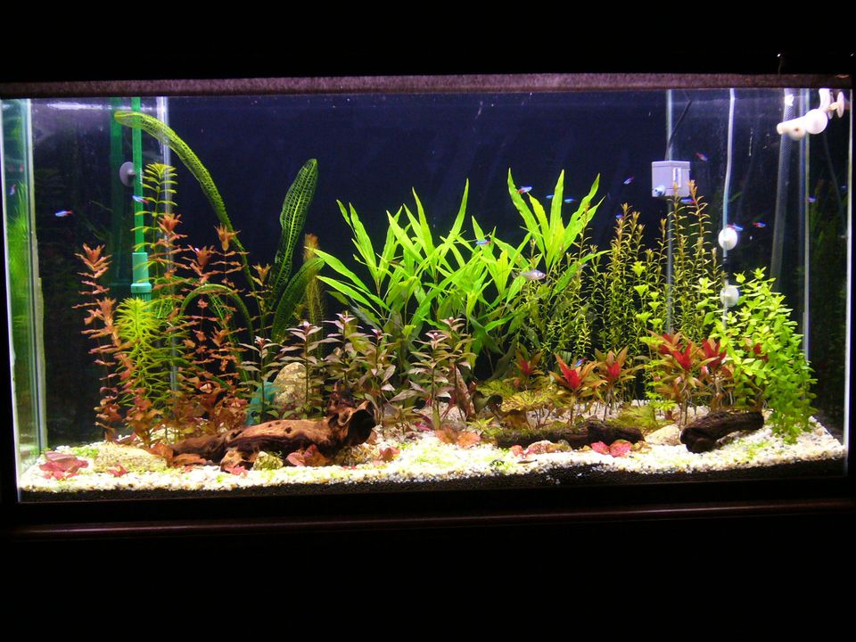 pin-on-plants-ideas