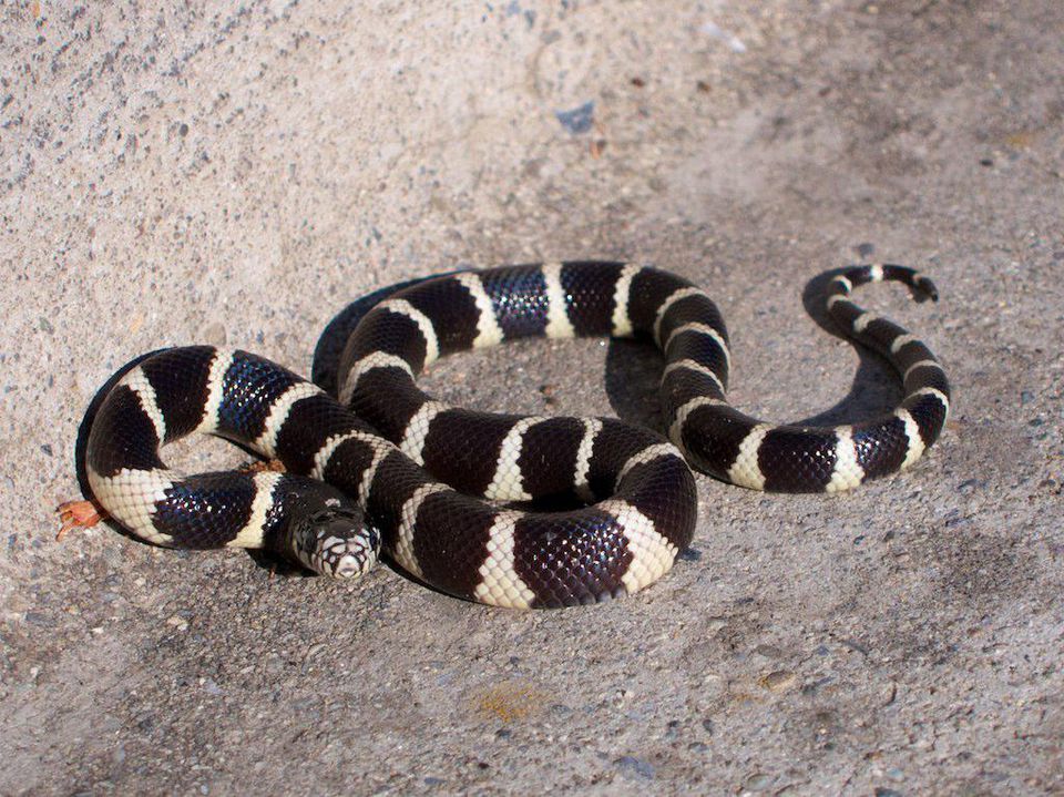 choosing-a-king-snake-or-milk-snake-as-a-pet