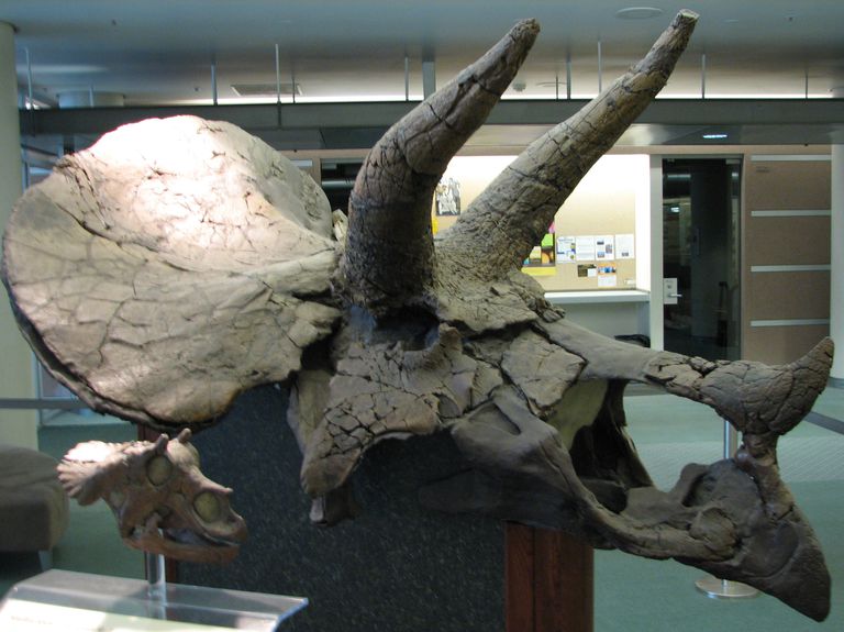 10 Intriguing Facts About Triceratops